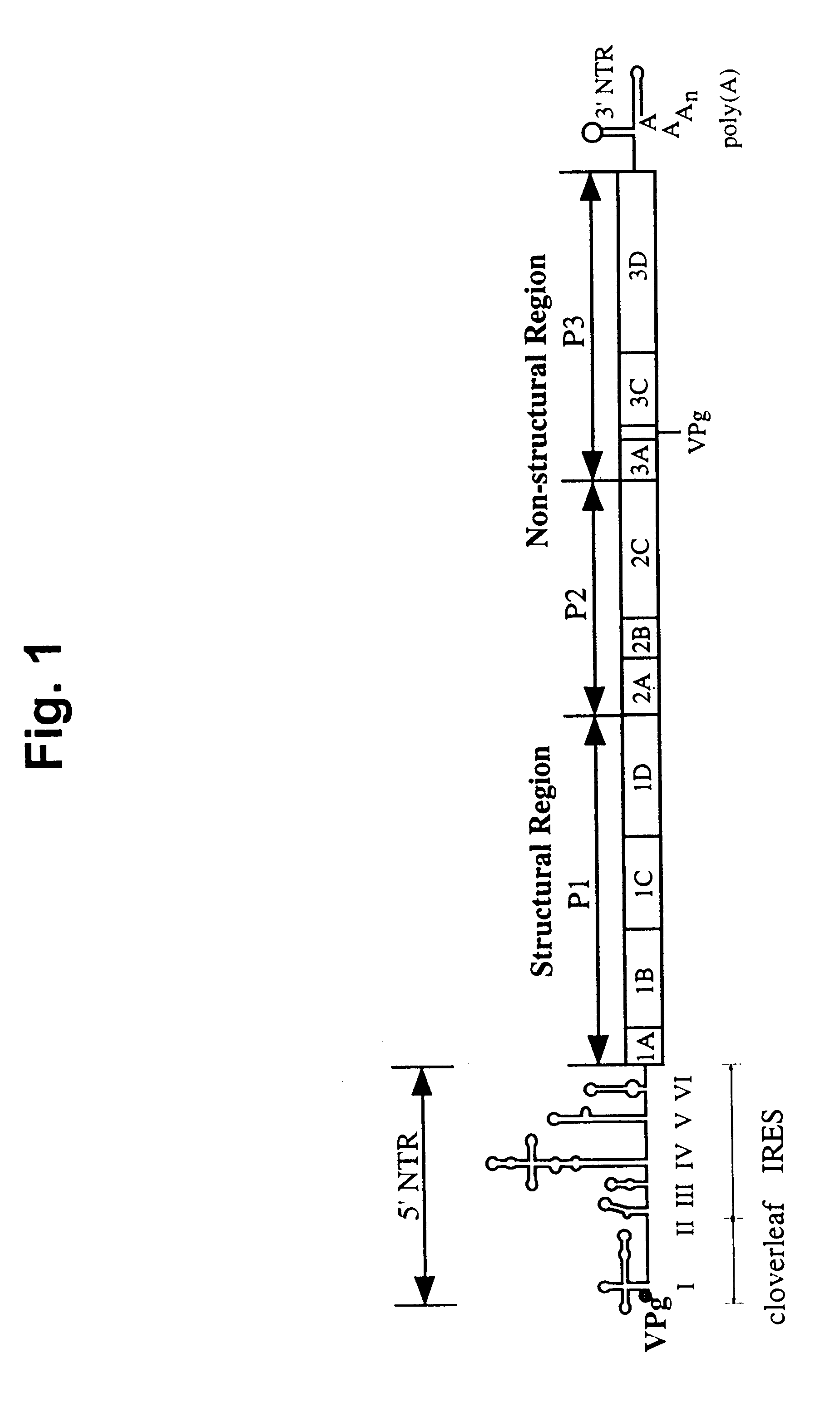 Recombinant poliovirus for the treatment of cancer