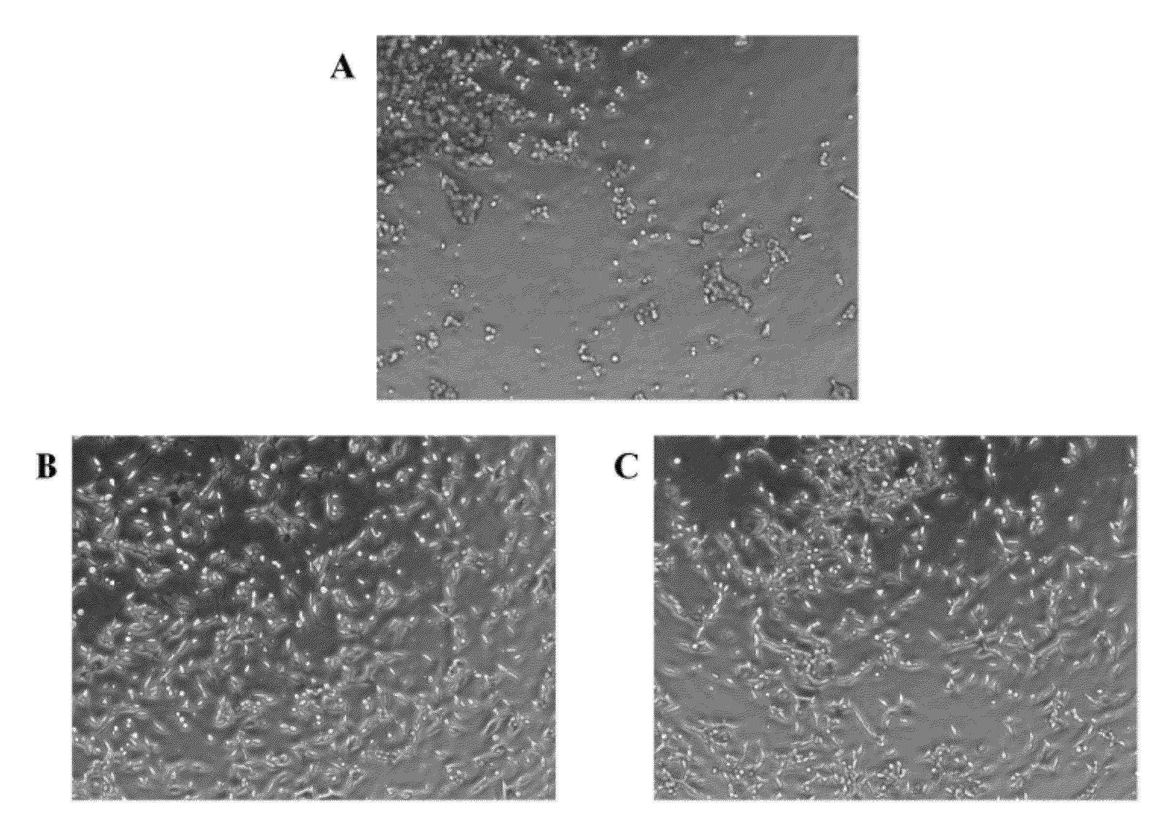 Synthetic, Defined Fibronectin Mimetic Peptides And Surfaces Modified With The Same