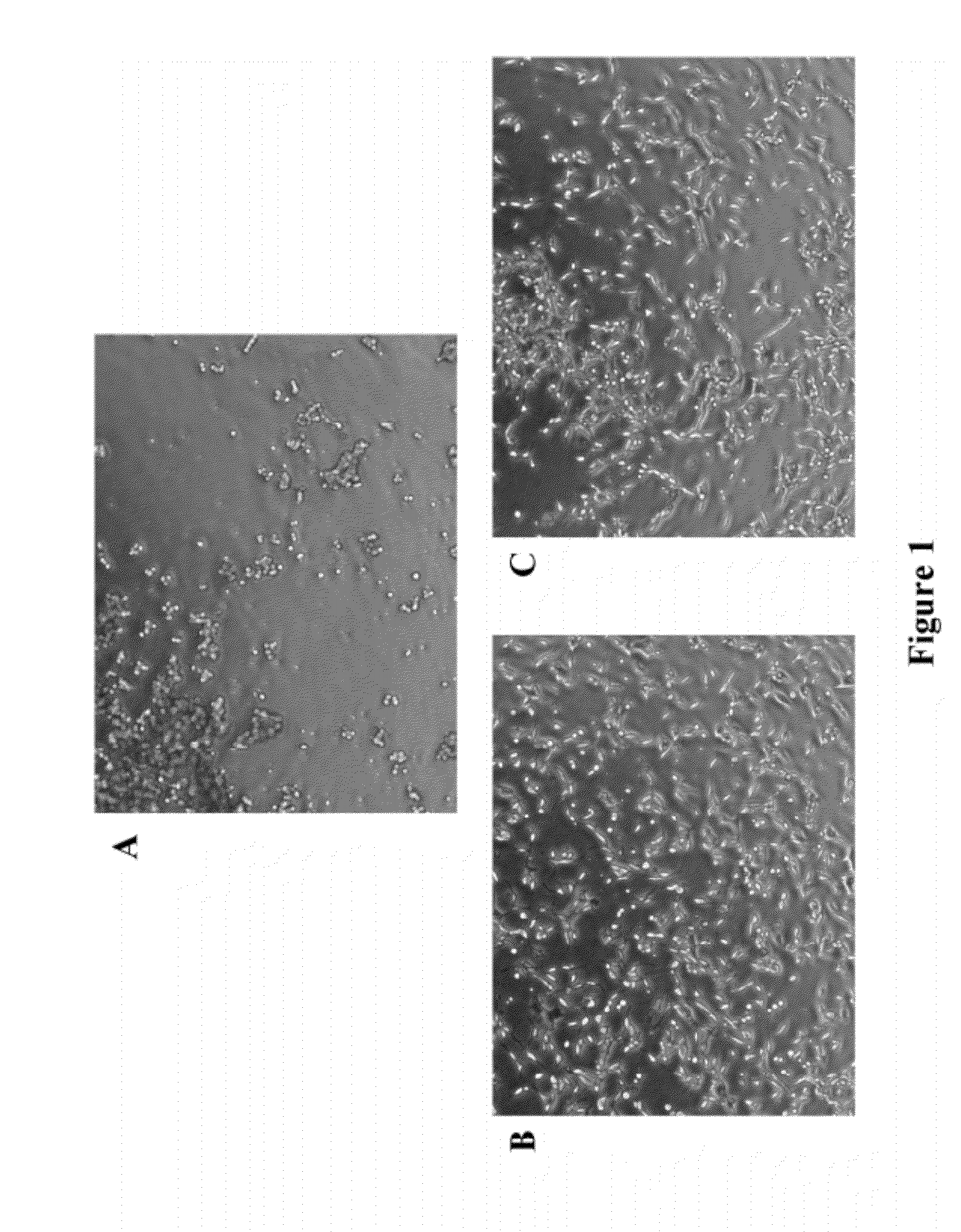 Synthetic, Defined Fibronectin Mimetic Peptides And Surfaces Modified With The Same