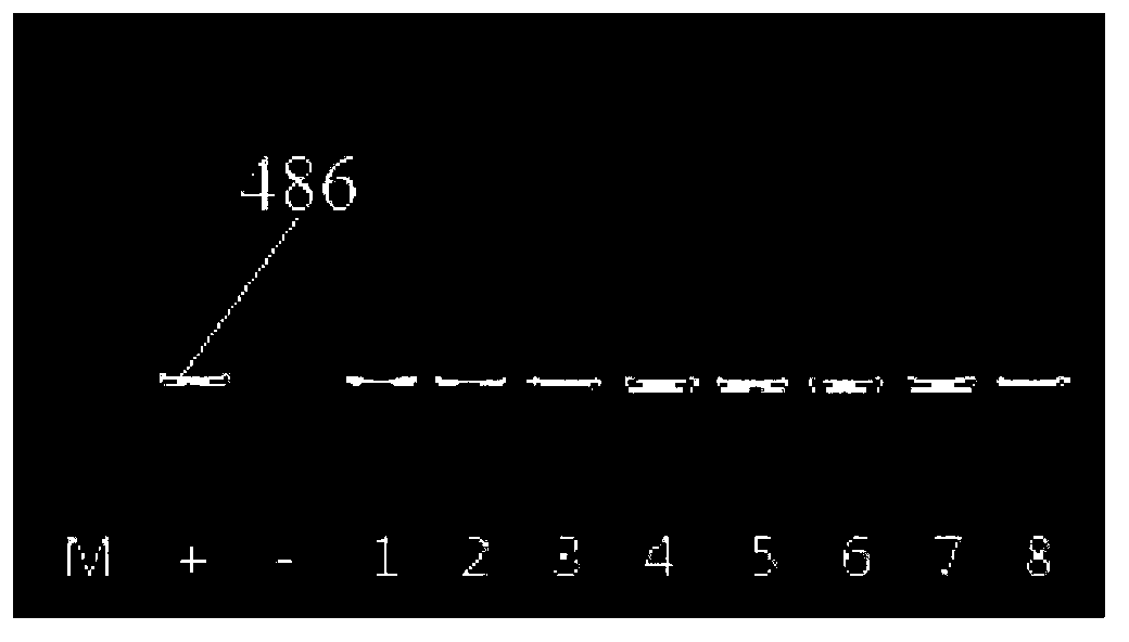 Codon optimized Cry2Aa gene and recombinant vector as well as crop resistance changing method