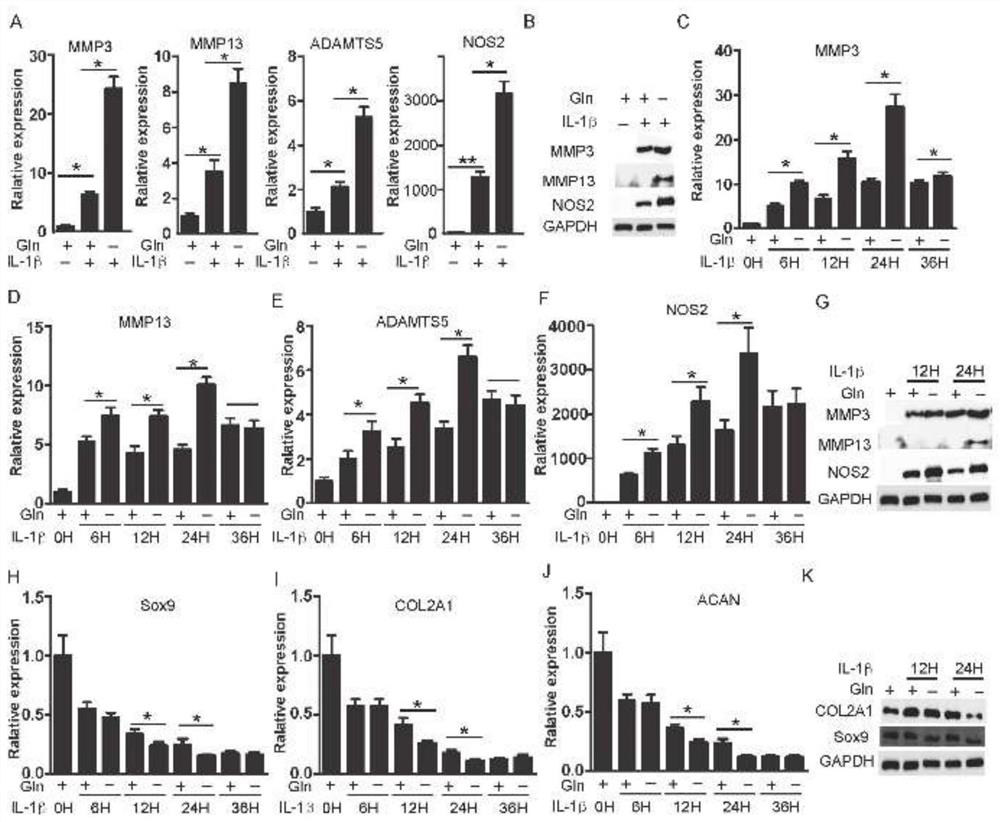 Application of alpha-ketoglutaric acid in preparation of medicine