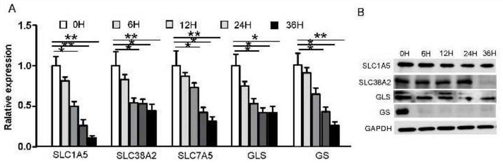 Application of alpha-ketoglutaric acid in preparation of medicine