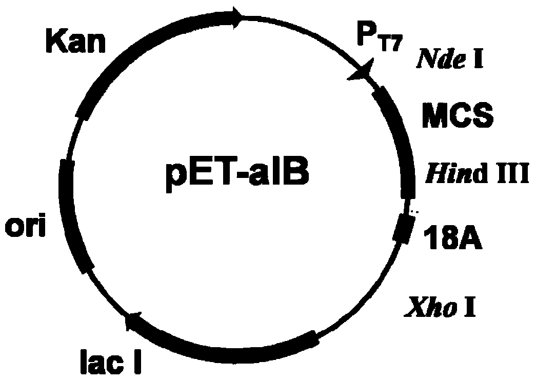 Self-aggregation short-peptide induction based immobilized nitrilase and preparation method and application thereof