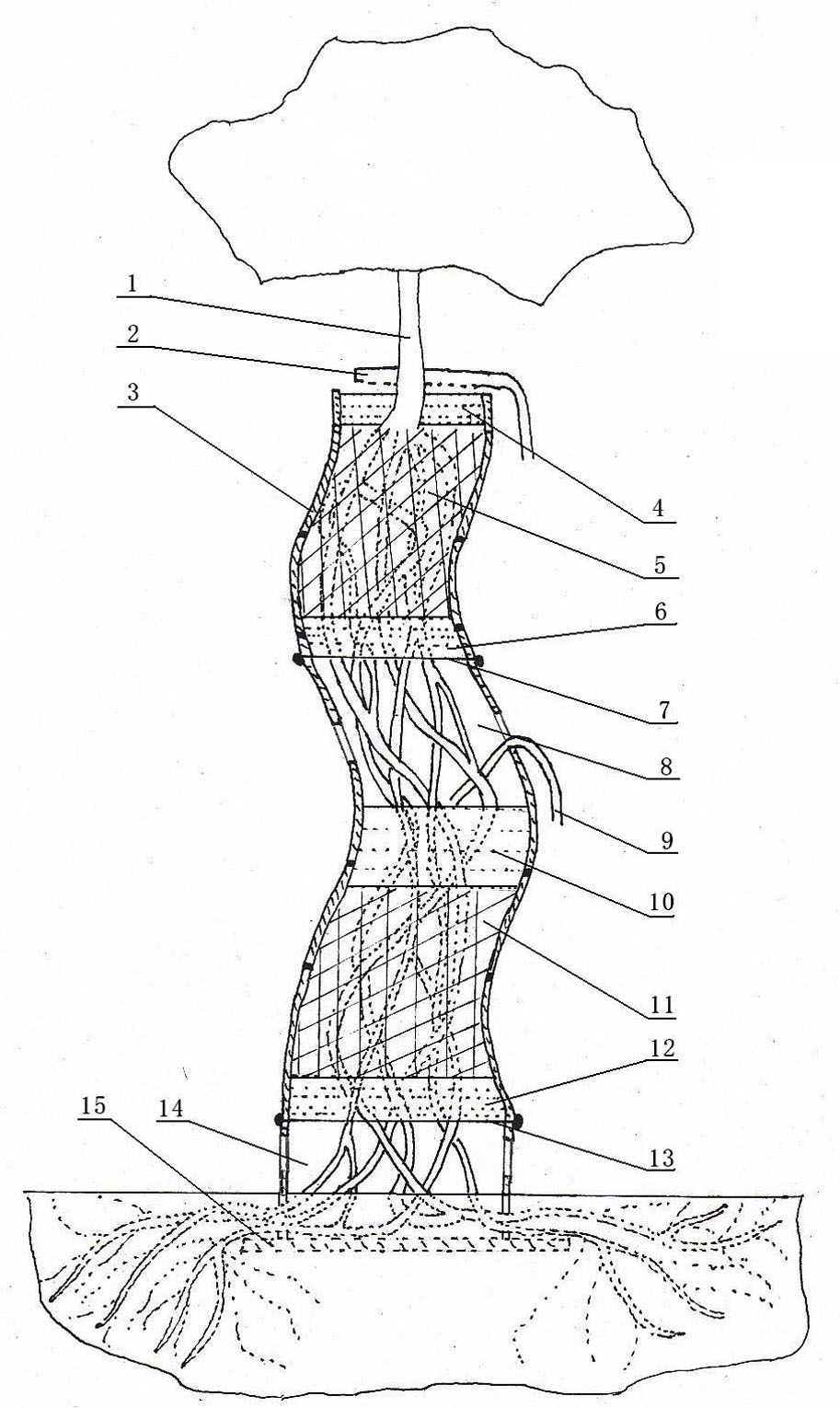 Cultivation method of multi-root-exposed ornamental tree and cultivation device thereof