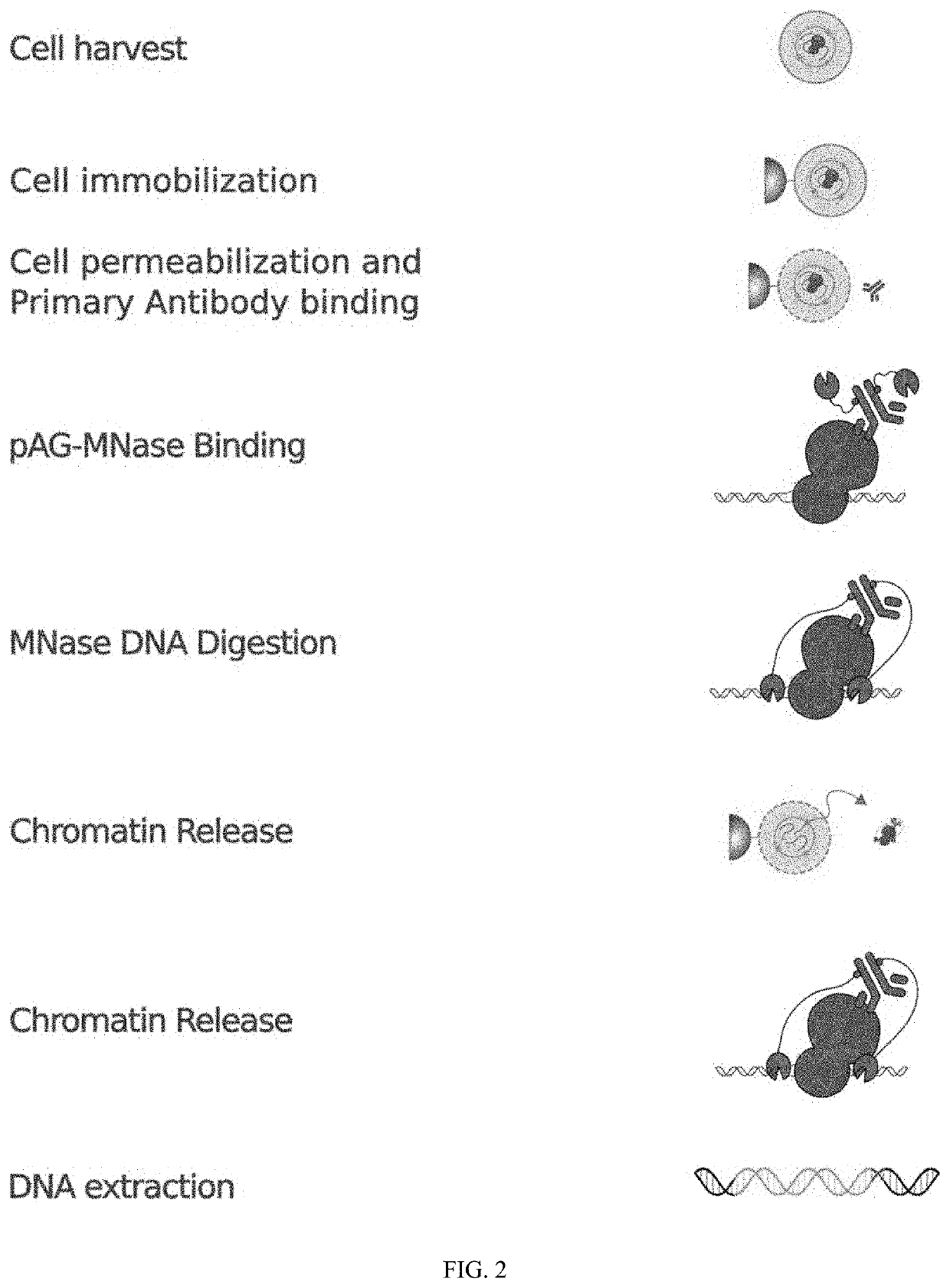 Method of using cut&run or cut&tag to validate crispr-cas targeting