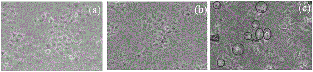 Composite nano-particles used in inorganic photodynamic therapy, and preparation method thereof