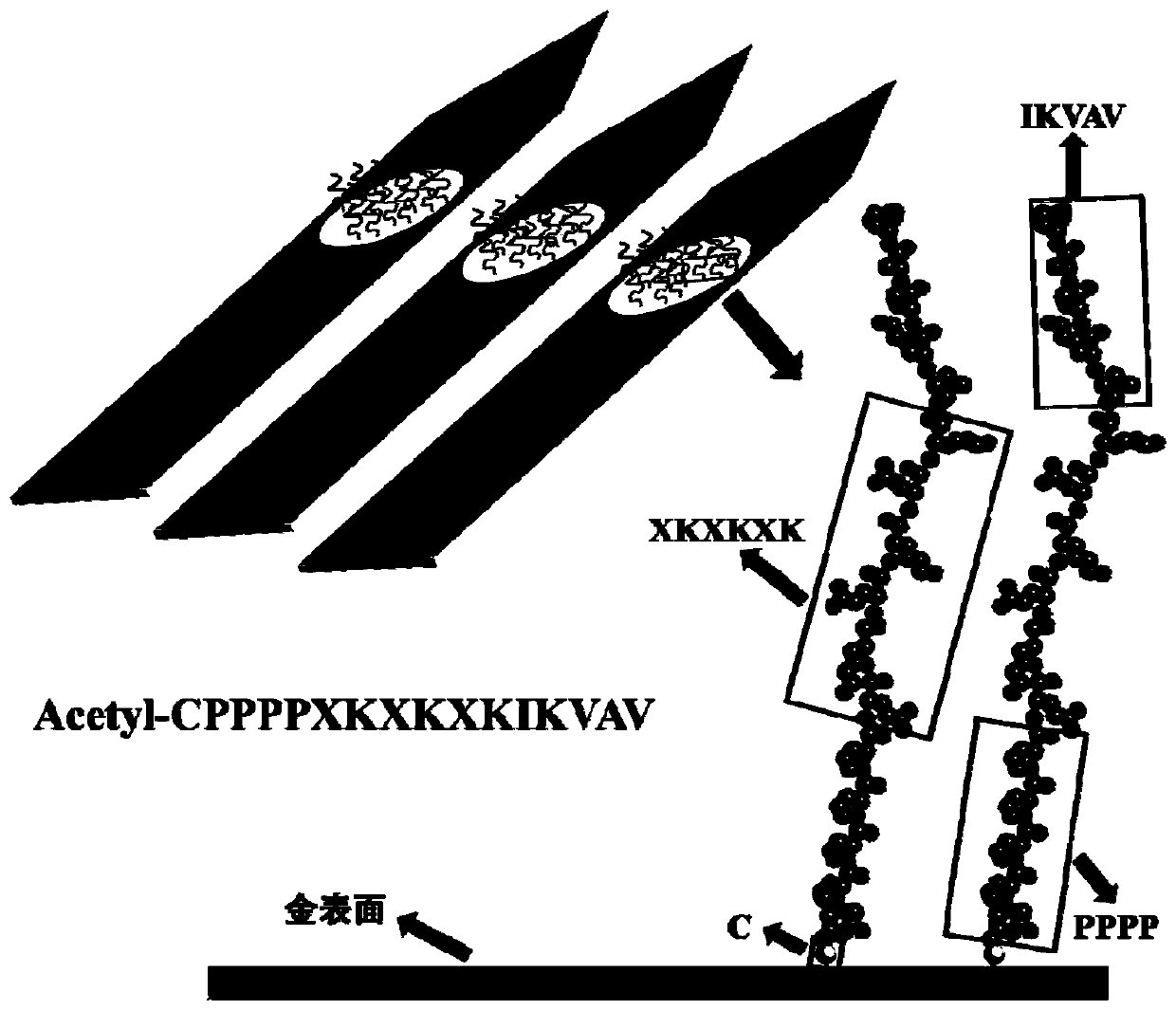 Anti-pollution polypeptide, nerve electrode modified by anti-pollution polypeptide, modification method of nerve electrode and application of anti-pollution polypeptide