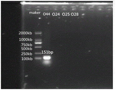 Specific nucleotide for aeromonas hydrophila O44, O24, O25 and O28 and application thereof