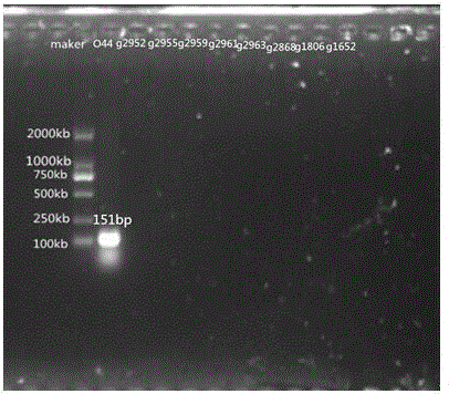 Specific nucleotide for aeromonas hydrophila O44, O24, O25 and O28 and application thereof