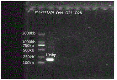 Specific nucleotide for aeromonas hydrophila O44, O24, O25 and O28 and application thereof