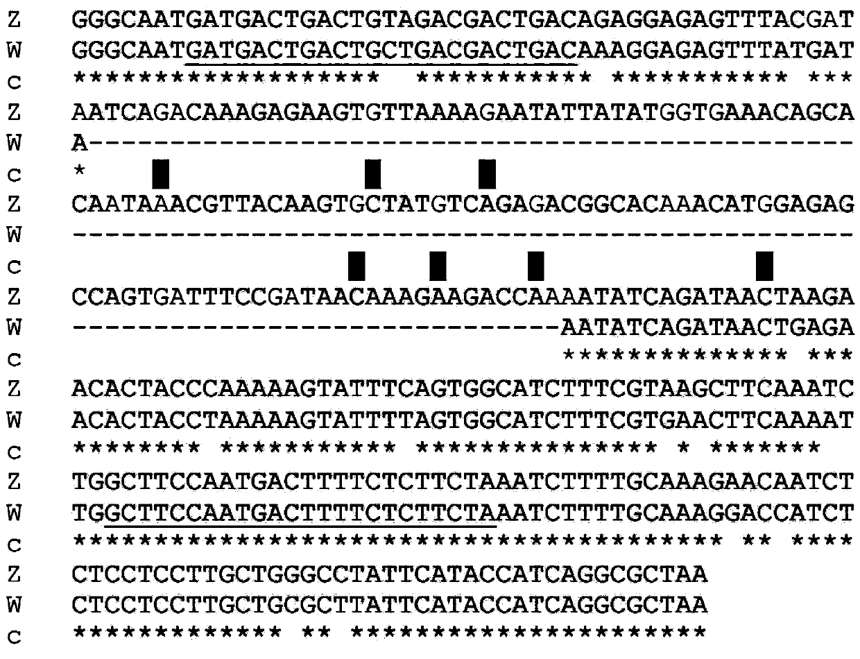 Method for rapidly identifying genders of macrobrachium rosenbergii