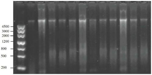 Method for rapidly identifying genders of macrobrachium rosenbergii