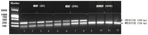 Method for rapidly identifying genders of macrobrachium rosenbergii