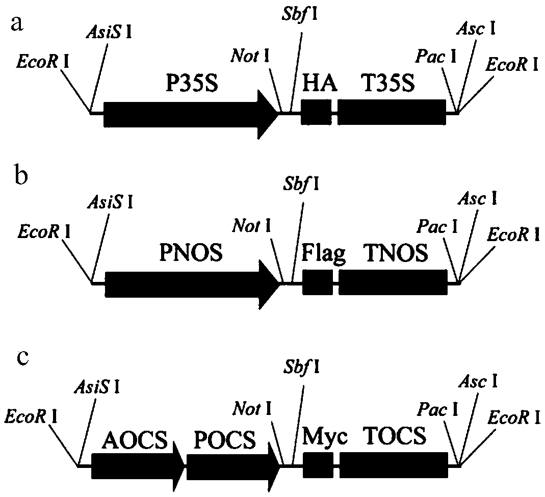 Method for constructing multi-gene expression vector through combination of isocaudarner with Gateway clone technology