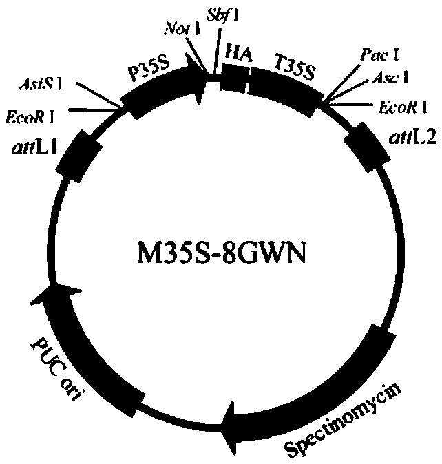 Method for constructing multi-gene expression vector through combination of isocaudarner with Gateway clone technology