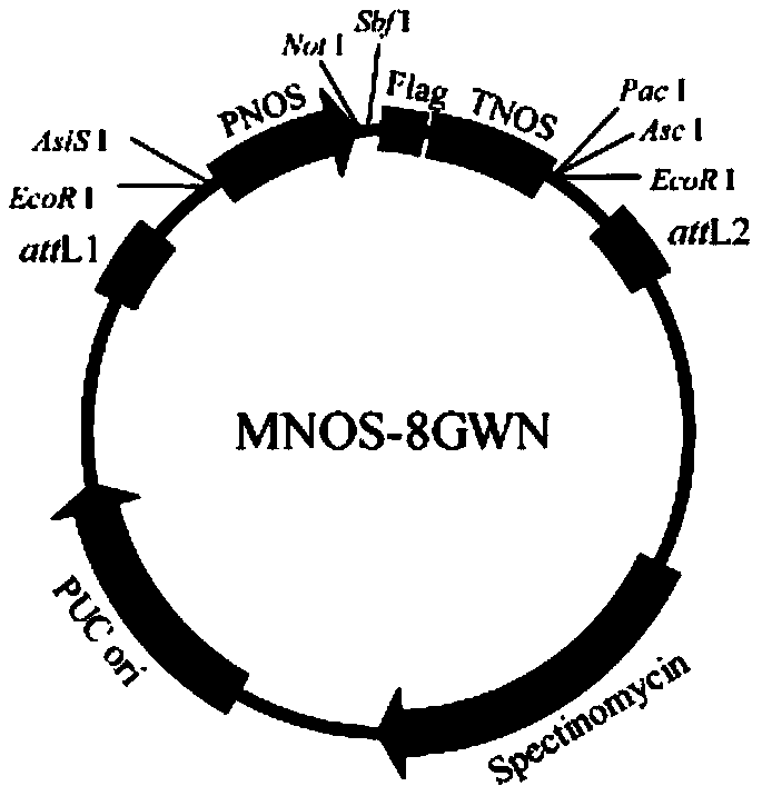 Method for constructing multi-gene expression vector through combination of isocaudarner with Gateway clone technology