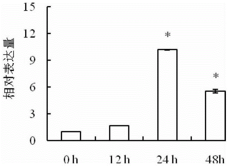 FvNCED3 gene used for enhancing salt tolerance of Fraxinus velutina Torr. and application thereof