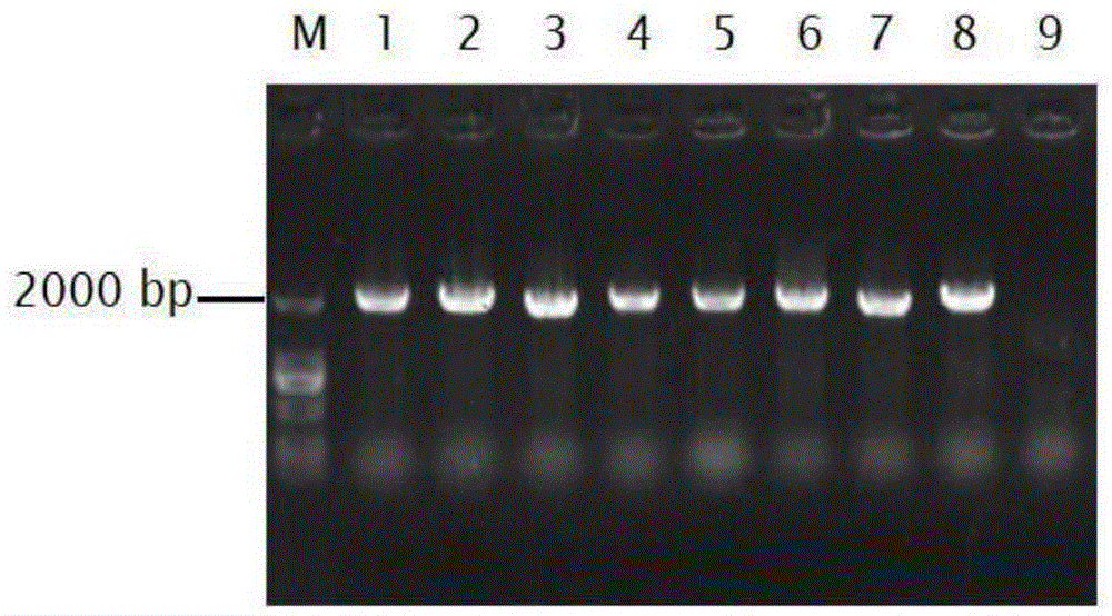 FvNCED3 gene used for enhancing salt tolerance of Fraxinus velutina Torr. and application thereof