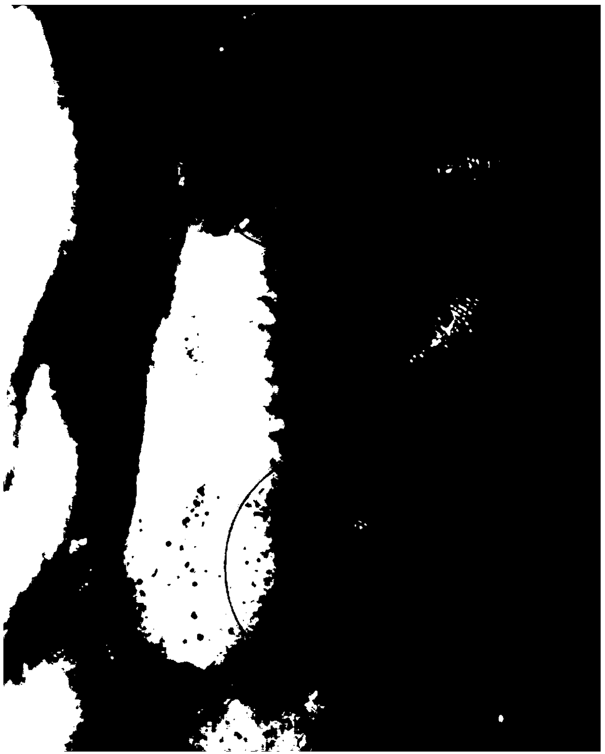 Slow-sinking type feed for treating septicaemia of axolotl and preparation method of slow-sinking type feed