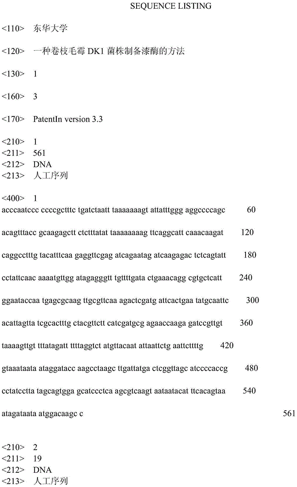 Method for preparing laccase by using mucor circinelloides DK1 strain