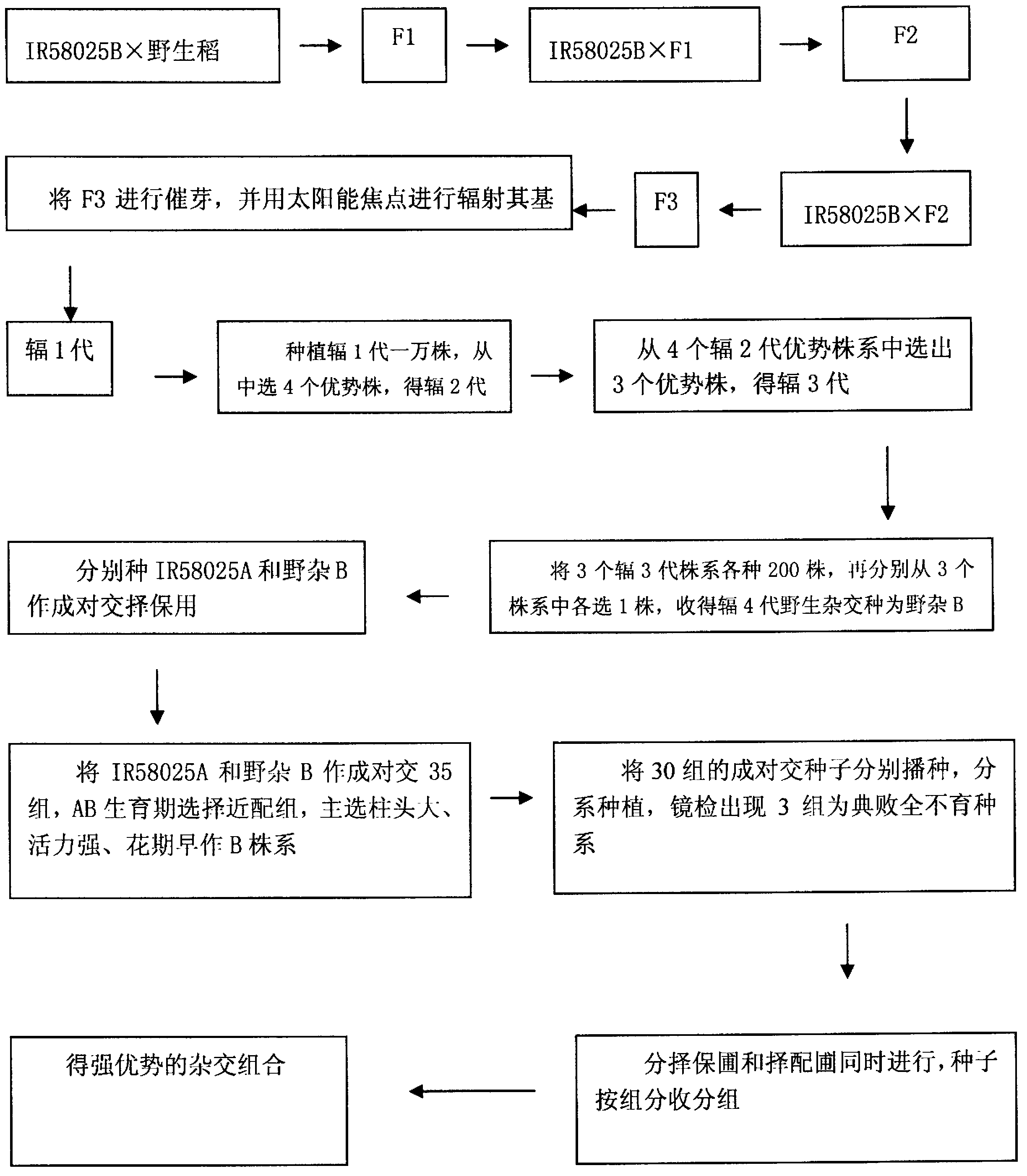 Method for cultivating fine breed of hybrid rice by utilizing wild rice