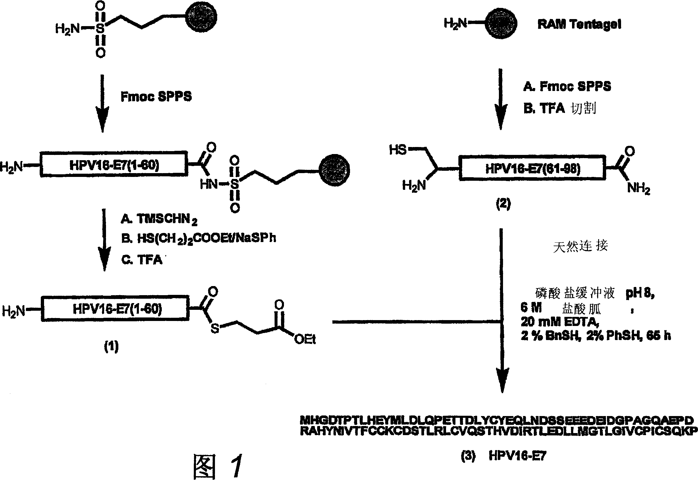 Synthetic protein as tumor-specific vaccine