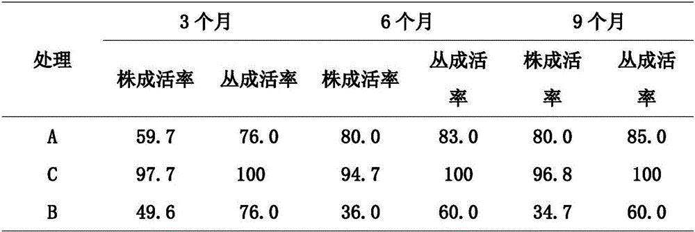 Processing process of green tea with good quality