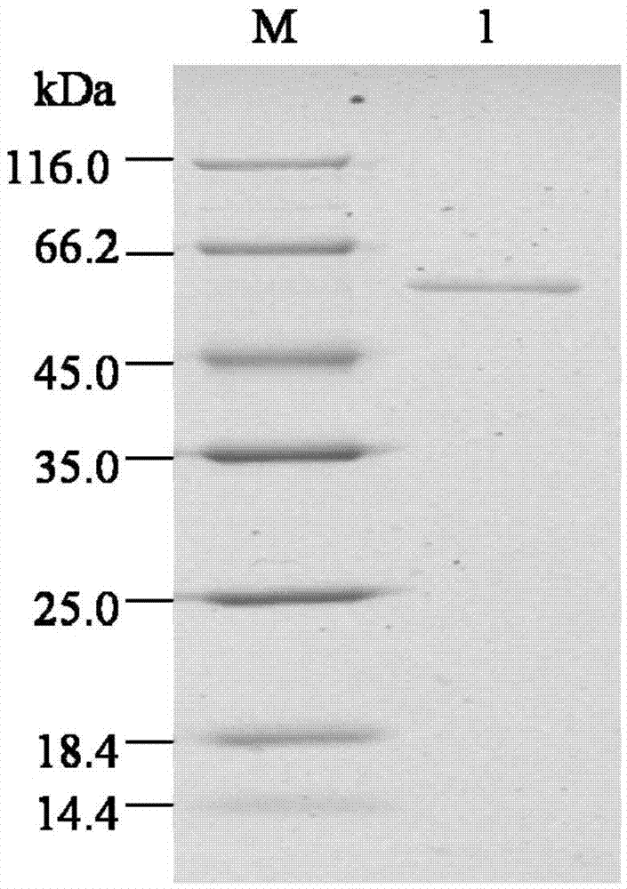 Alginate lyase and preparation method and application thereof