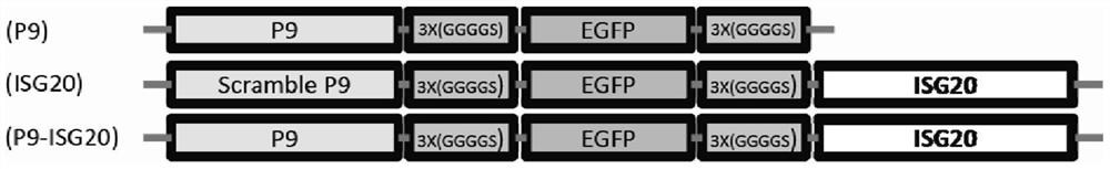 A kind of recombinant antiviral protein and its preparation method and application