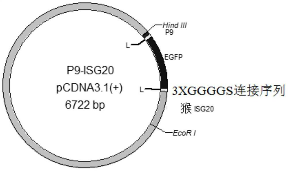 A kind of recombinant antiviral protein and its preparation method and application