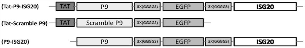 A kind of recombinant antiviral protein and its preparation method and application