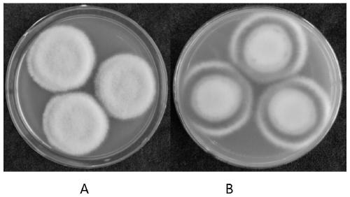 Radix salviae miltiorrhizae endophytic fungi and application thereof to promotion of growth of radix salviae miltiorrhizae/or synthesis of active ingredients