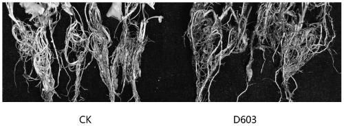 Radix salviae miltiorrhizae endophytic fungi and application thereof to promotion of growth of radix salviae miltiorrhizae/or synthesis of active ingredients