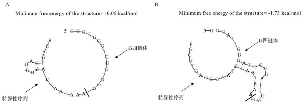 A probe and kit for absolute quantification of lactobacillus jinshani