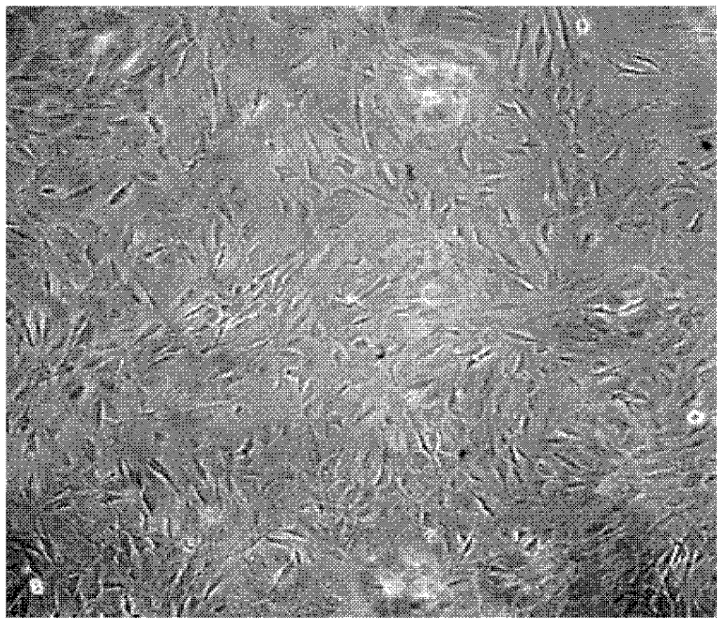 Photon stimulated cell desorption method and cell culture implement used by same