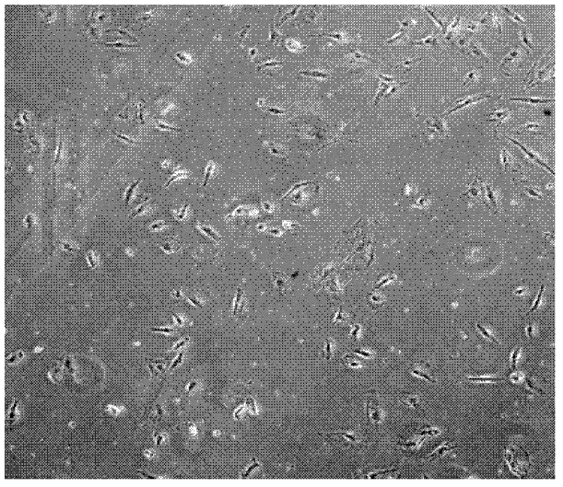 Photon stimulated cell desorption method and cell culture implement used by same