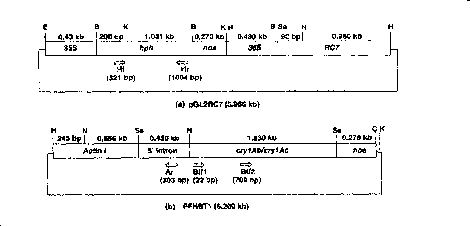 Side sequence of exogenous insert of transgene paddy strain Bt Shanyou 63