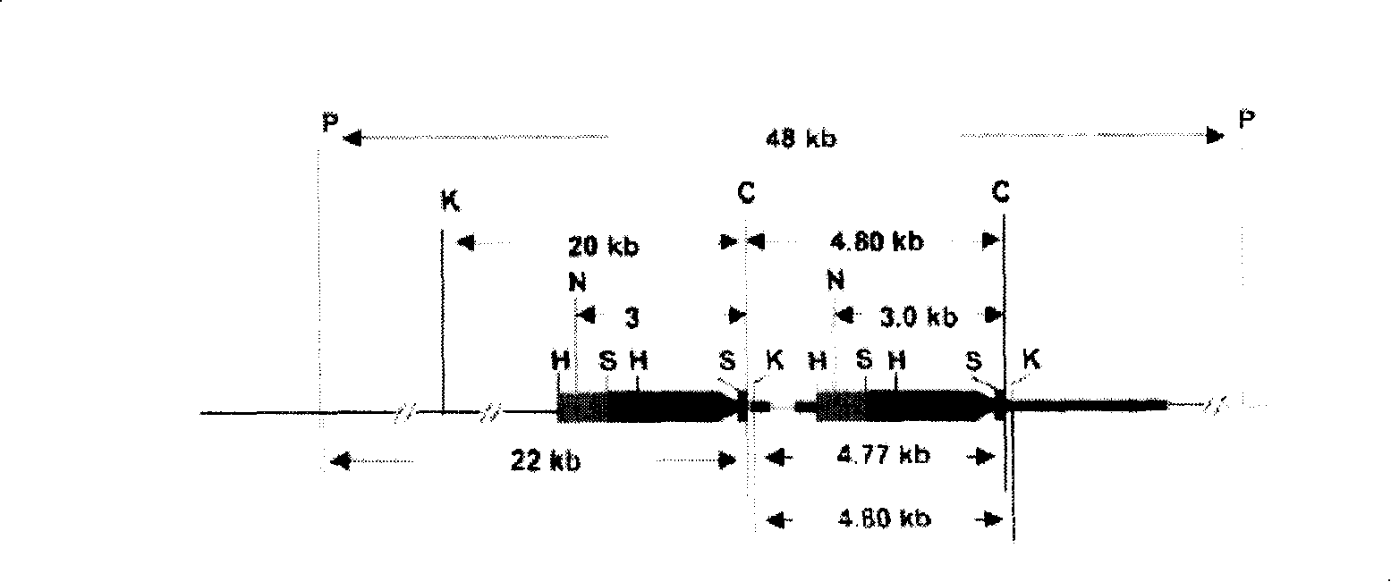 Side sequence of exogenous insert of transgene paddy strain Bt Shanyou 63