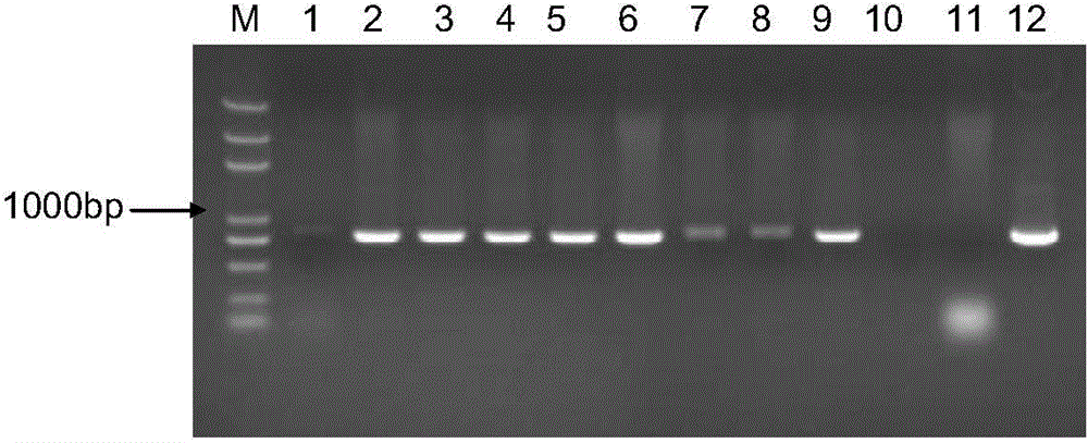 Application of soybean protein and coding gene of the soybean protein in plant drought resistance adjustment