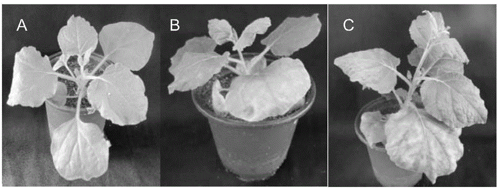 Application of soybean protein and coding gene of the soybean protein in plant drought resistance adjustment