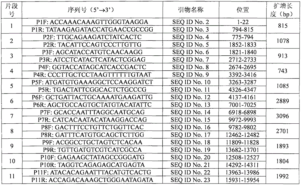 Peste des petits ruminants virus CH/GDDG/2014 strain whole genome sequence and amplification primer pair thereof