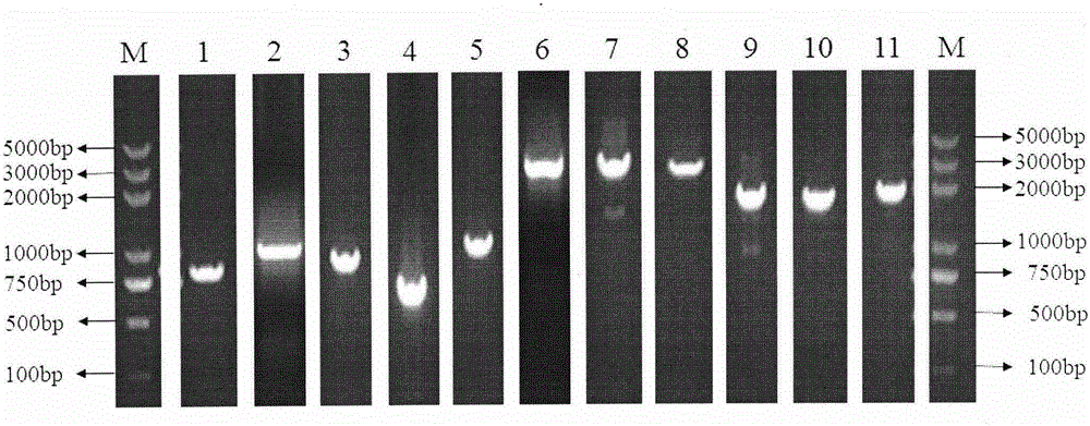 Peste des petits ruminants virus CH/GDDG/2014 strain whole genome sequence and amplification primer pair thereof