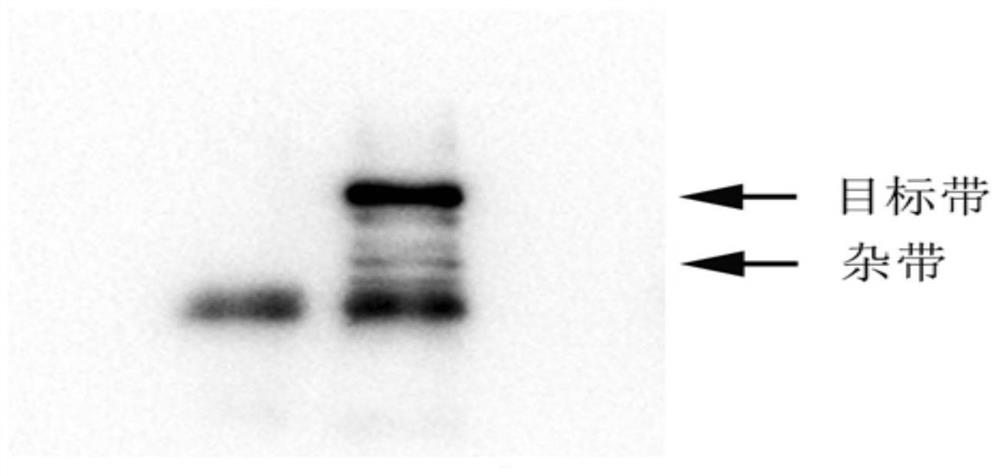 A buffer for co-immunoprecipitation and its application