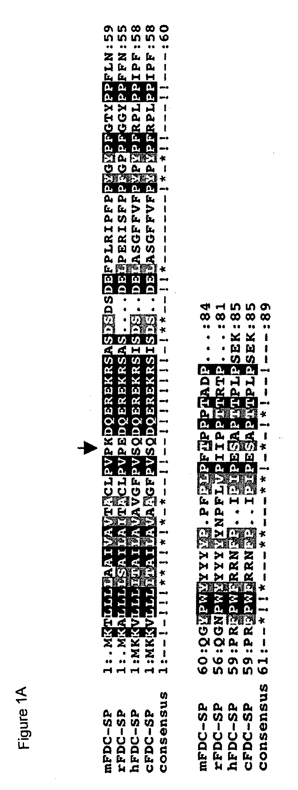 Methods for treating disorders that involve immunoglobulin A