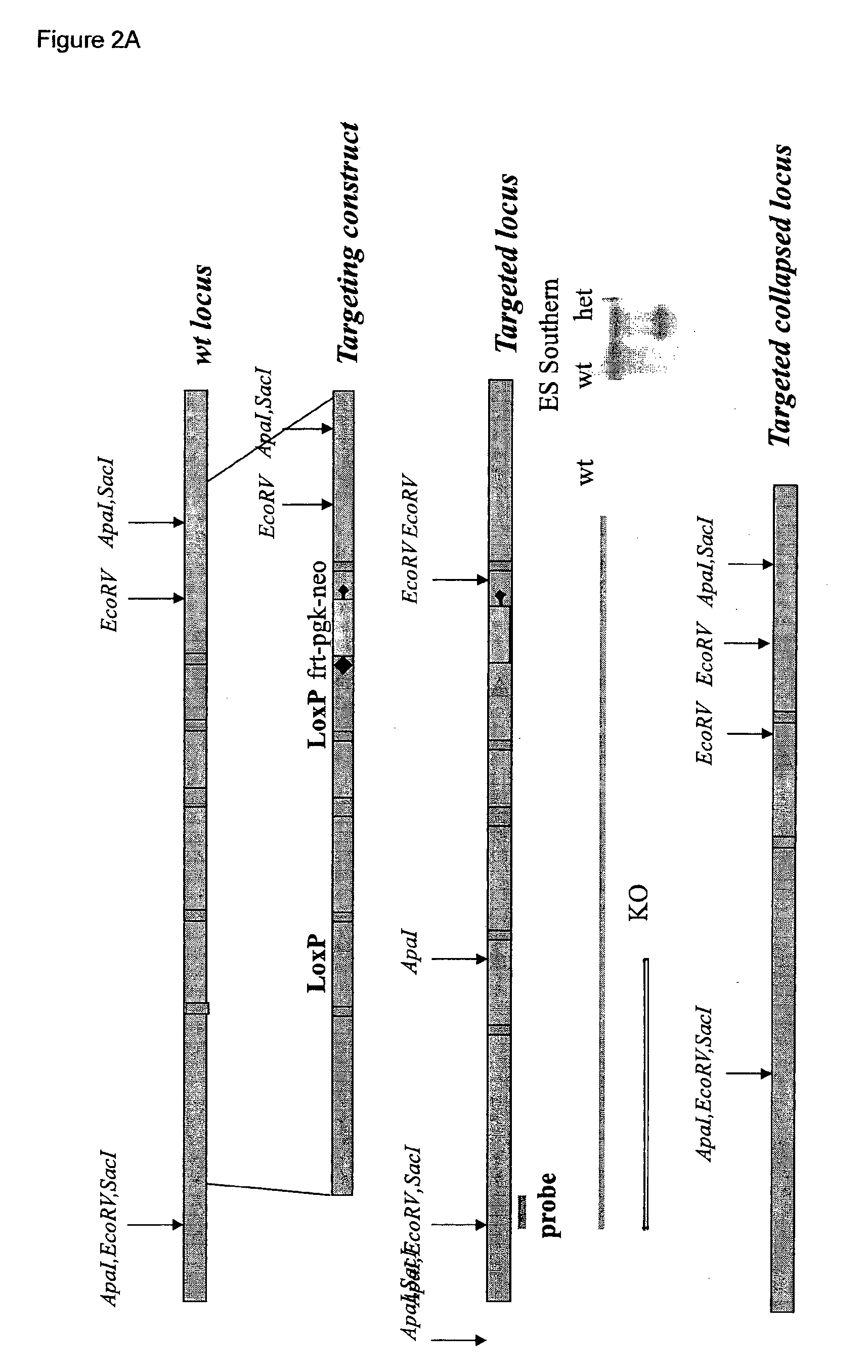 Methods for treating disorders that involve immunoglobulin A