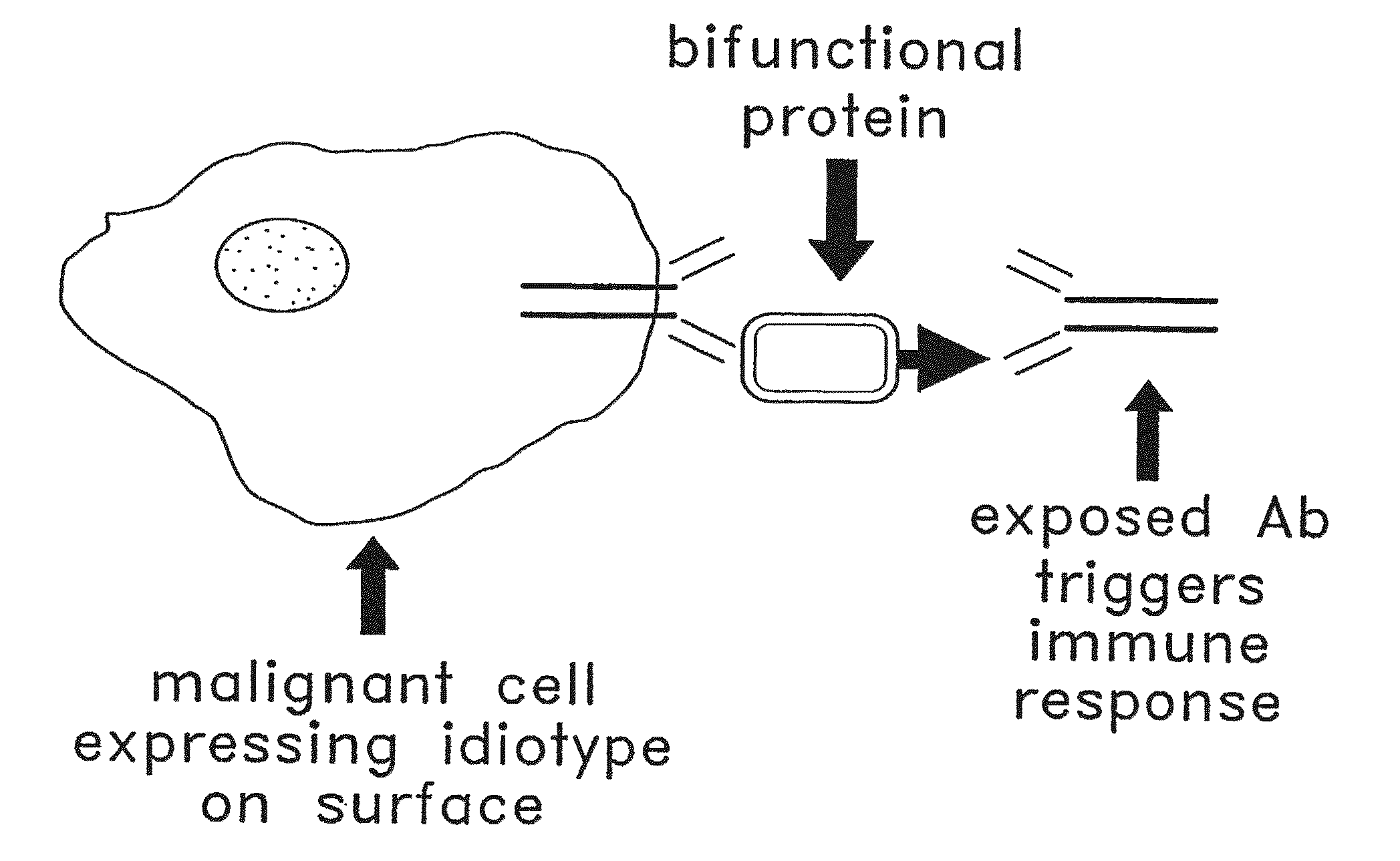 Method for making targeted therapeutic agents