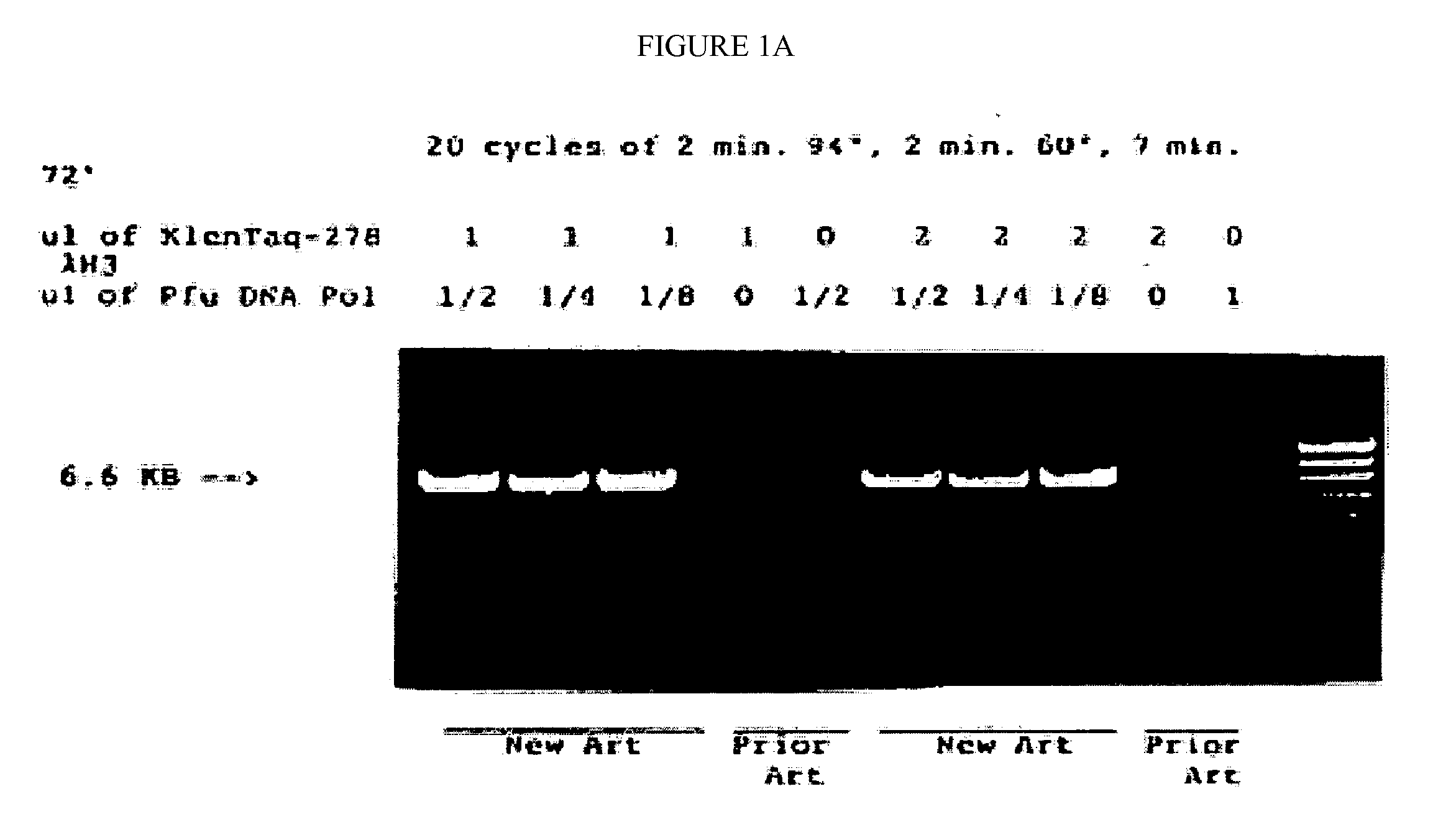 DNA polymerases with enhanced length of primer extension