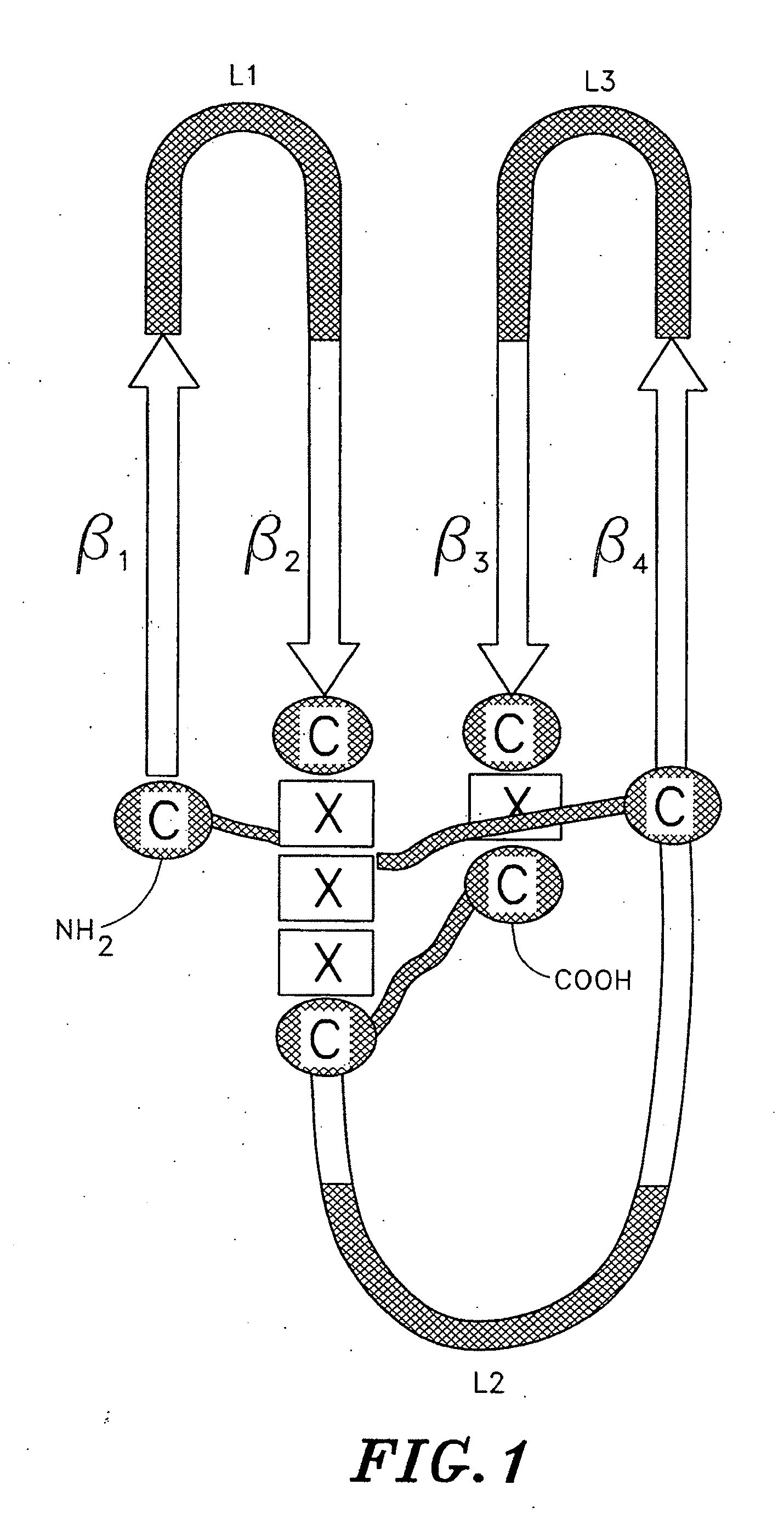 Isolated modified human chorionic gonadotropin proteins