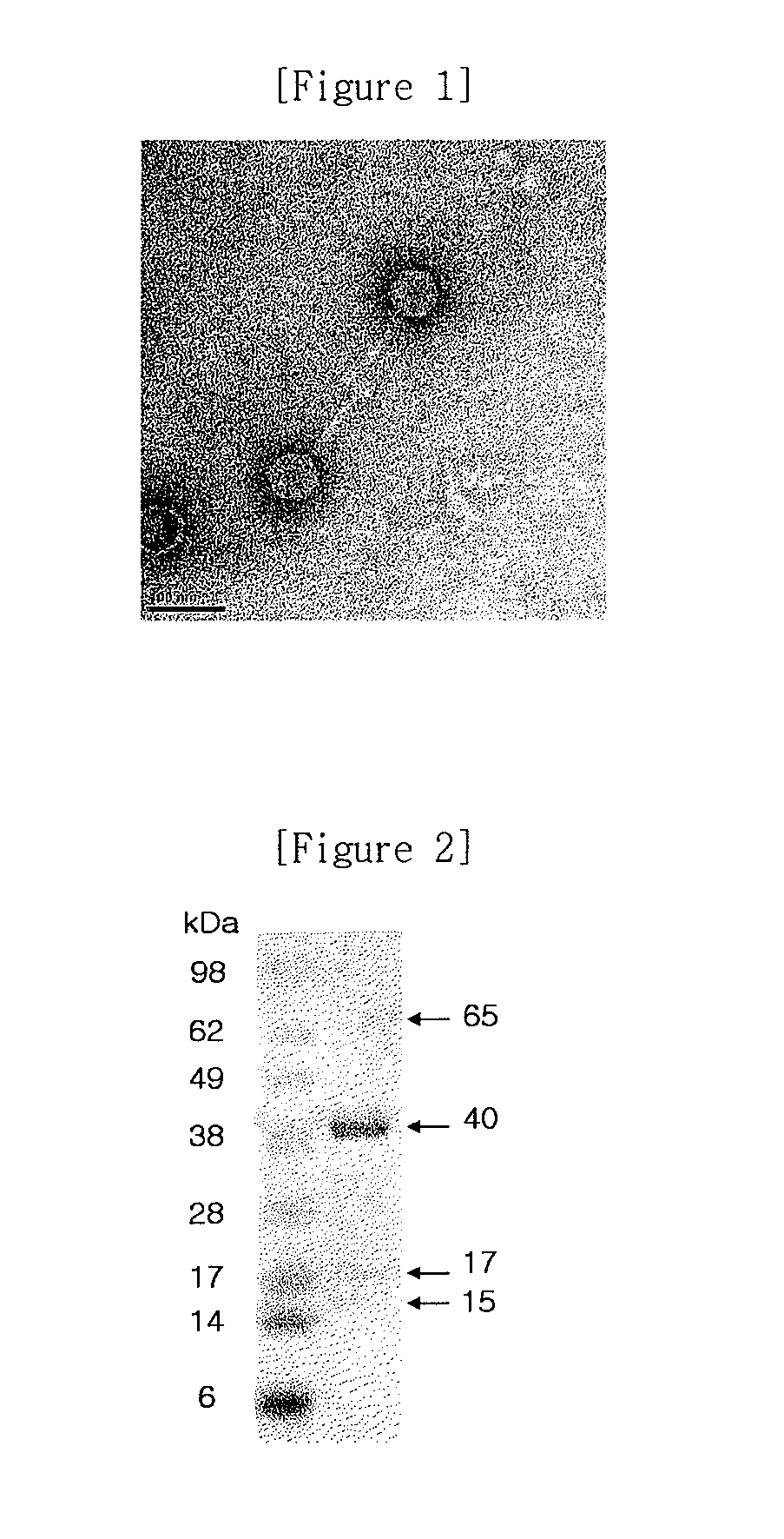 Salmonella bacteriophage and antibacterial composition comprising the same