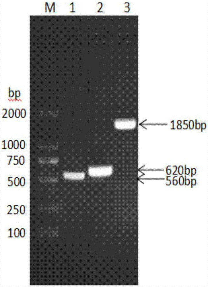 Fusion protein prepared from ovine albumin, ovine interferon gamma and ovine interferon tau and preparation method for fusion protein